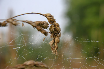 Spider web with spider on spikelet with blurred background. Spider waiting for prey. The colors are...
