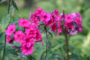 Three stalks and many small flowers of fuchsia color. Focus on central. Green background blurred.