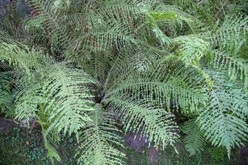 Top view of a green fern thickets with strange leaves. It seems that they were bitten. Colors are moderate.