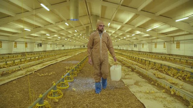Farmer checking the process of chicken growing on poultry farm