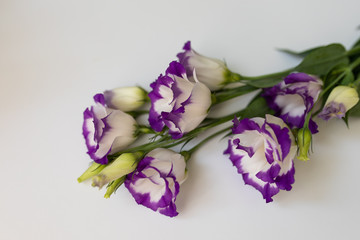 Pink flowers on a white background. Flat lay, top view floral background.