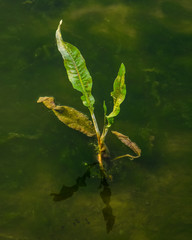 green leaves in green water