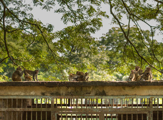 Three different families of monkey