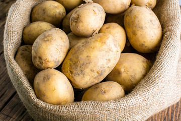 White potatoes in a bag, freshly dug, close-up