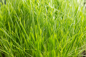Fresh green grass with water drops. Nature Background