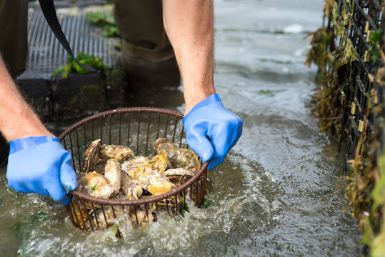 An oyster farmer shaking out a basket of oysters in the water.