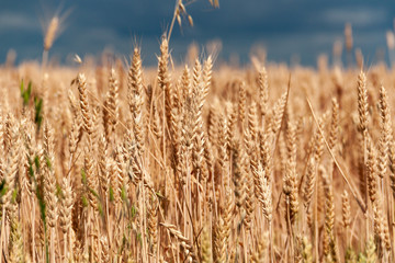 Wheat field. Ears of golden wheat close up. Beautiful Nature Sunset Landscape.