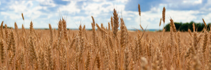 Gold wheat field and blue sky. Background of ripening ears of wheat field.
