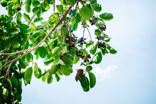Bunch of organic Java plum fruits, also known as Duhat or Lomboy, is the local grapes in the Philippines. The scientific name of the plant is Syzgium cumini. Selective focus. Copy space. 