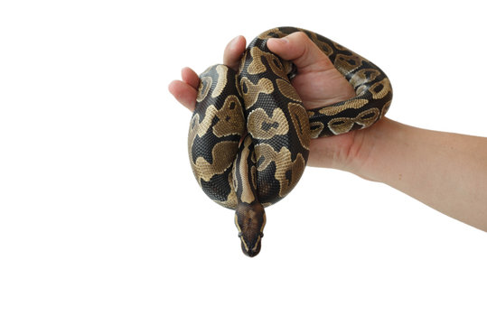 The image of the royal or ball python on the hand of man