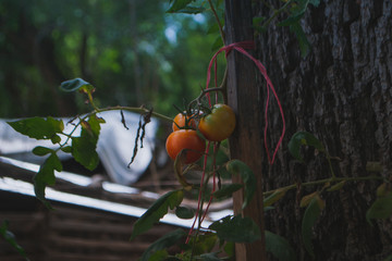 tomatoes
