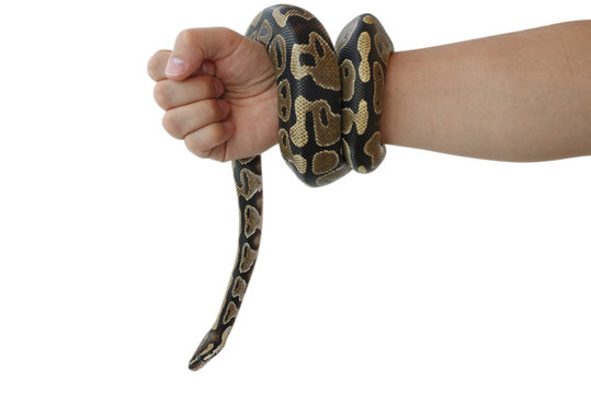 The image of the royal or ball python on the hand of man
