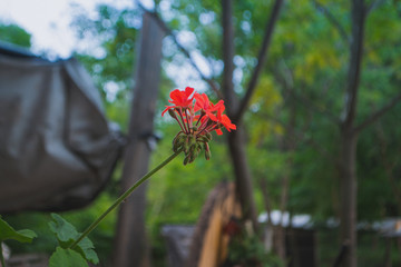 flower in farm