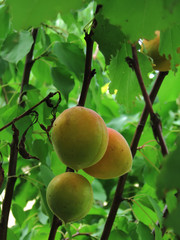 Unripe apricot.