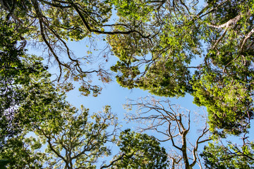 huge trees in the Children's Eternal Rain Forest in Costa Rica
