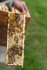 beekeeper in action