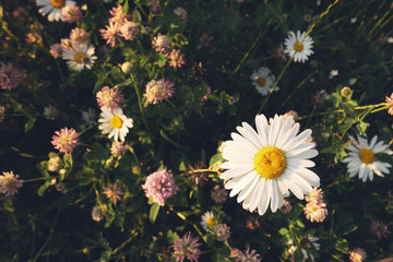 One chamomile flower, daisy against a background of green grass. Top view, flat lay, close up