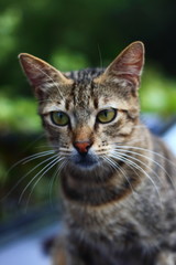Brown cat ,street cat in istanbuk