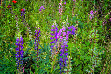 Fototapeta premium Lupinus field with pink purple and blue flowers. Flowering Lupinus perennis, closeup. Sundial lupine, beautiful in summer bloom garden.