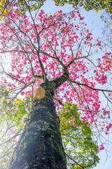 Tree in spring. Pink blossom in a blue sky. Here comes the spring