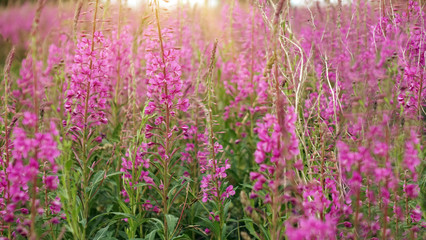 Ivan-tea blooms in the field. a perennial plant is one of willowherb family