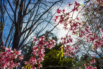 Cherry tree blossoms. Pink flowers with green leaves background and blue sky.