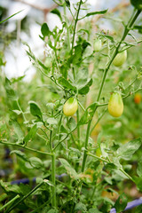tomato in  organic garden