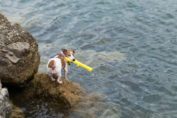 Jack russell terrier dog keeps the toy in the mouth and looks right. Dog on a beach