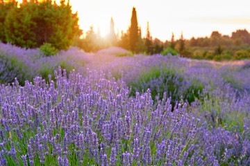 Blooming lavender field on Hvar island at sunset - obrazy, fototapety, plakaty
