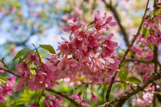 Cherry tree blossoms. Pink flowers with green leaves background and blue sky.