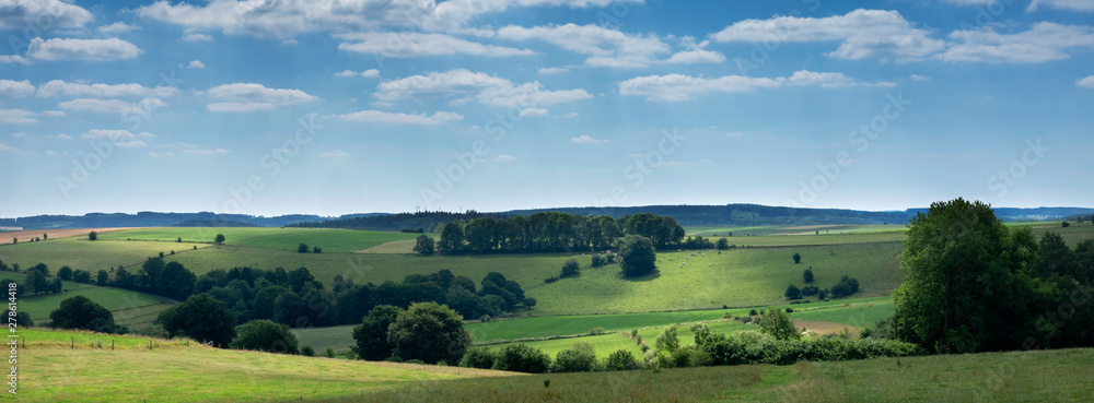 Wall mural landscape with cattle in the belgian ardennes near stavelot