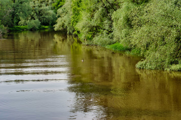 Eirskircher Ried beim Bodensee