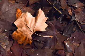 close up of a dry maple brown leaf on the ground in a scene of a fall day. The leaf is on other dark brown leaves because they are wet by the water of a puddle. Horizontal picture