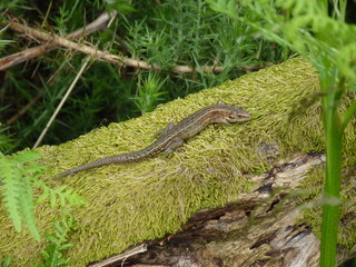 Common or Viviparous Lizard, Glen Rosa, Isle of Arran, Scotland