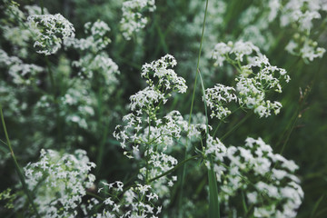 .Small white flowers of hedge bedstraw or false baby's breath (Galium mollugo) close up. Medicinal herb