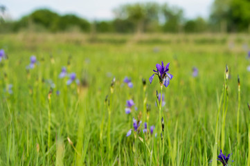 Eriskircher Ried Irisbltüen 