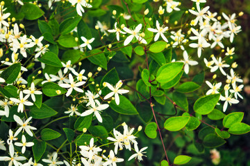 White garden flowers on a background of green foliage.