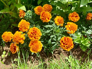 Red-orange flowers - Tagetes patula