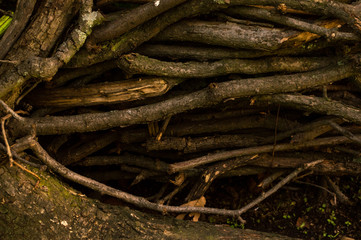 dry cut wood, forest wood