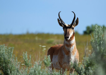 proghorn antelope - obrazy, fototapety, plakaty