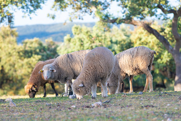 sheeps grazing in the Field