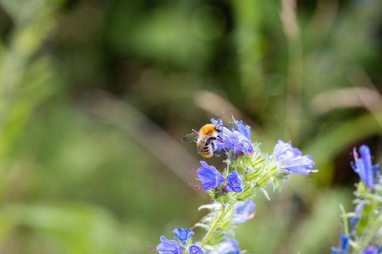 Bienenfreund