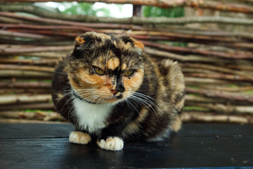 Scottish Fold cat sitting on a bench. The animal has health problems, eyes fester.