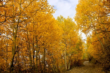 Brillant Autumn Colors, Aspen Trees, Colorado 