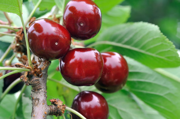 close-up of ripe cherries on a tree in the garden