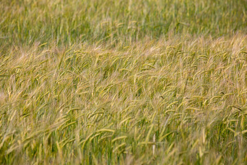 fragment of rye field with waves of wind