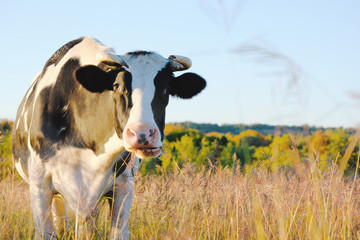Holstein cow in countryside fall pasture looking at camera for dairy farm concept.