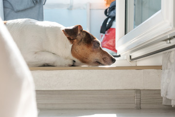 Dog Jack Russell Terrier is sleeping on threshold of apartment’s balcony, pet care and cleaning concept