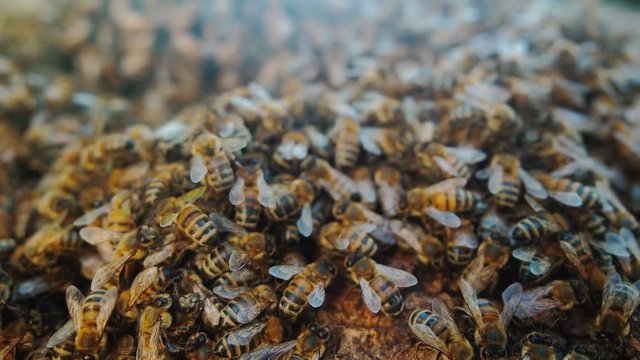 Beekeeping (apiculture), bee colonies close up video. Beautiful background with copy space, care of bees, animal background. Honey producing bees in hives, genus Apis