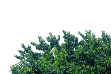 Tropical tree with leaves branches growing in a garden on white isolated background for green foliage backdrop 